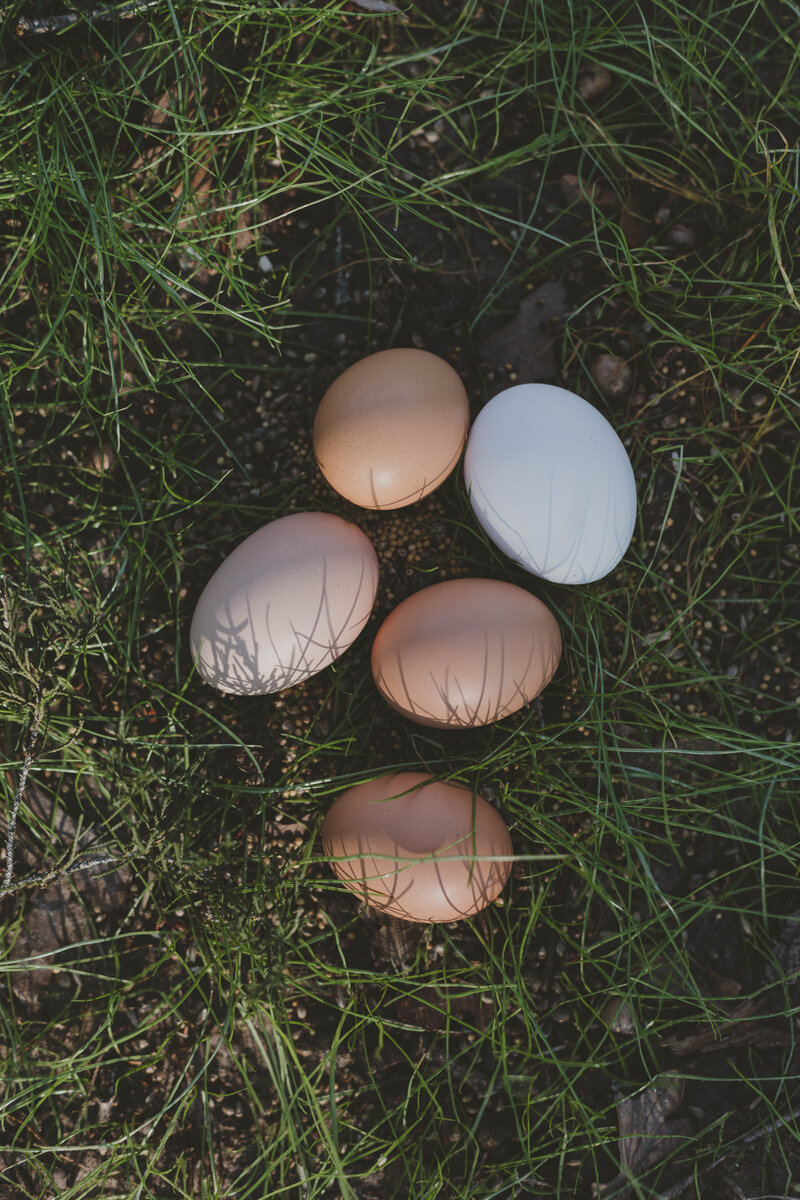 Egg-3
