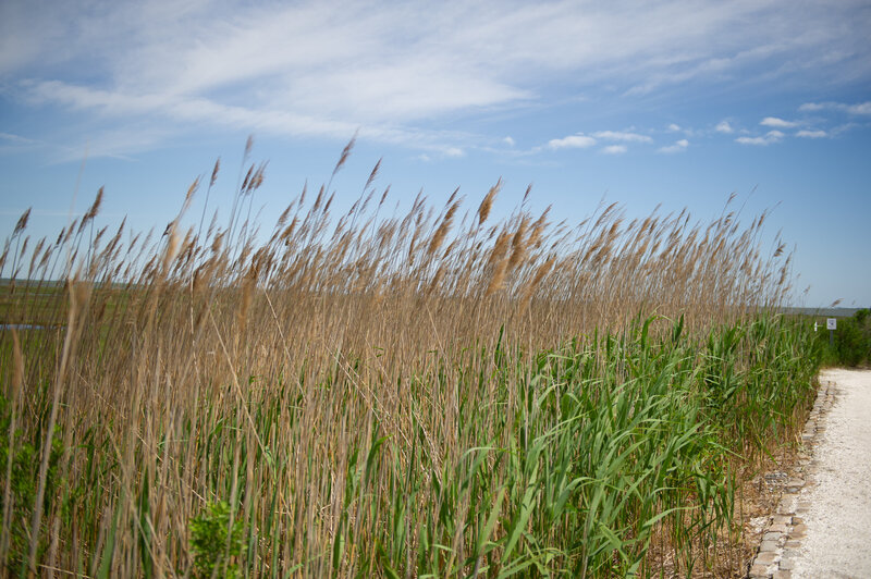 Bonnet Island Estate May Landscape15