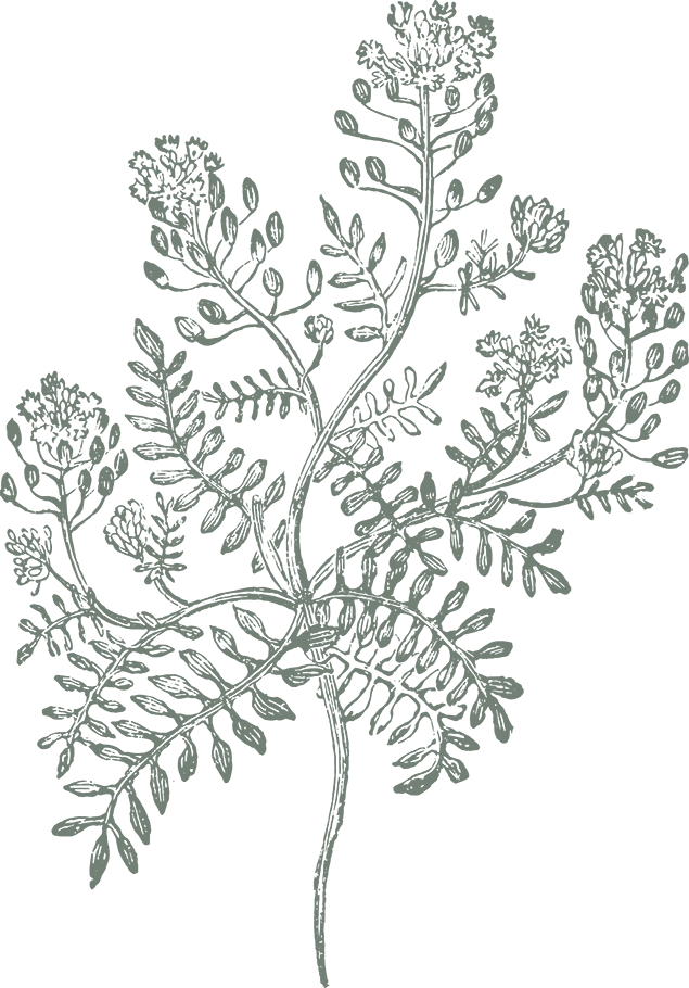 Vintage detailed sketch of a rock hutchinsia flower.