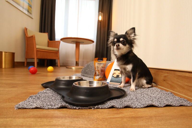 Kleiner Hund im Hunde Set-Up im Hundefreundlichen Zimmer des Hotel Bernstein.