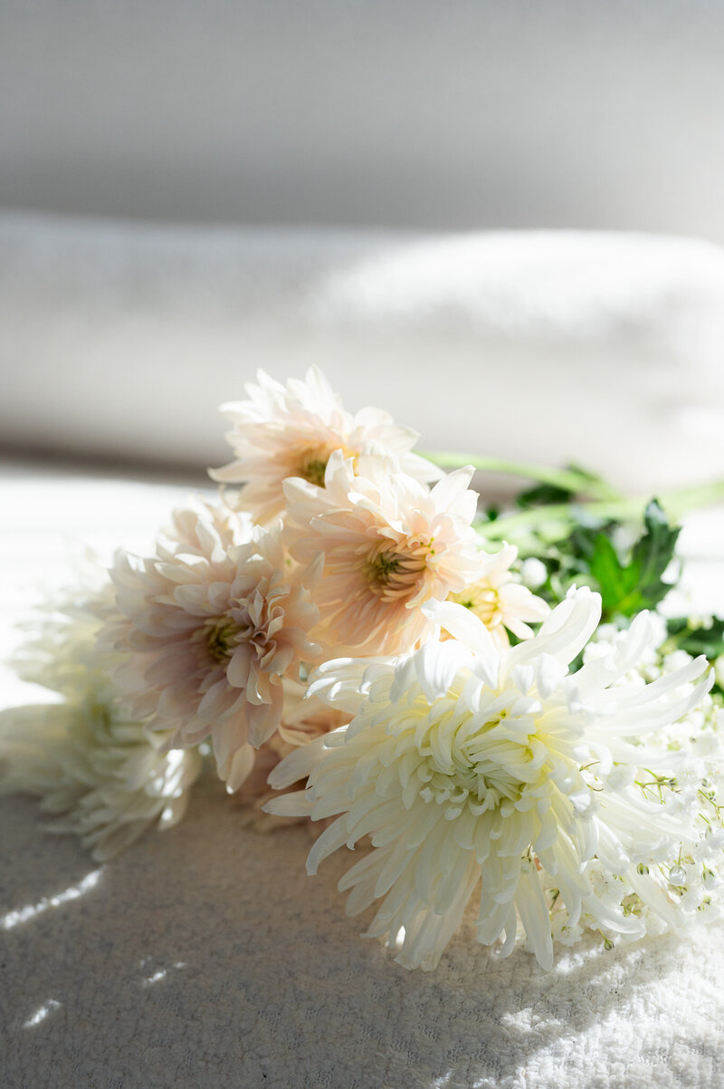 Light pink and white flowers in sunlight capturing the calm, creative energy of the photography community.