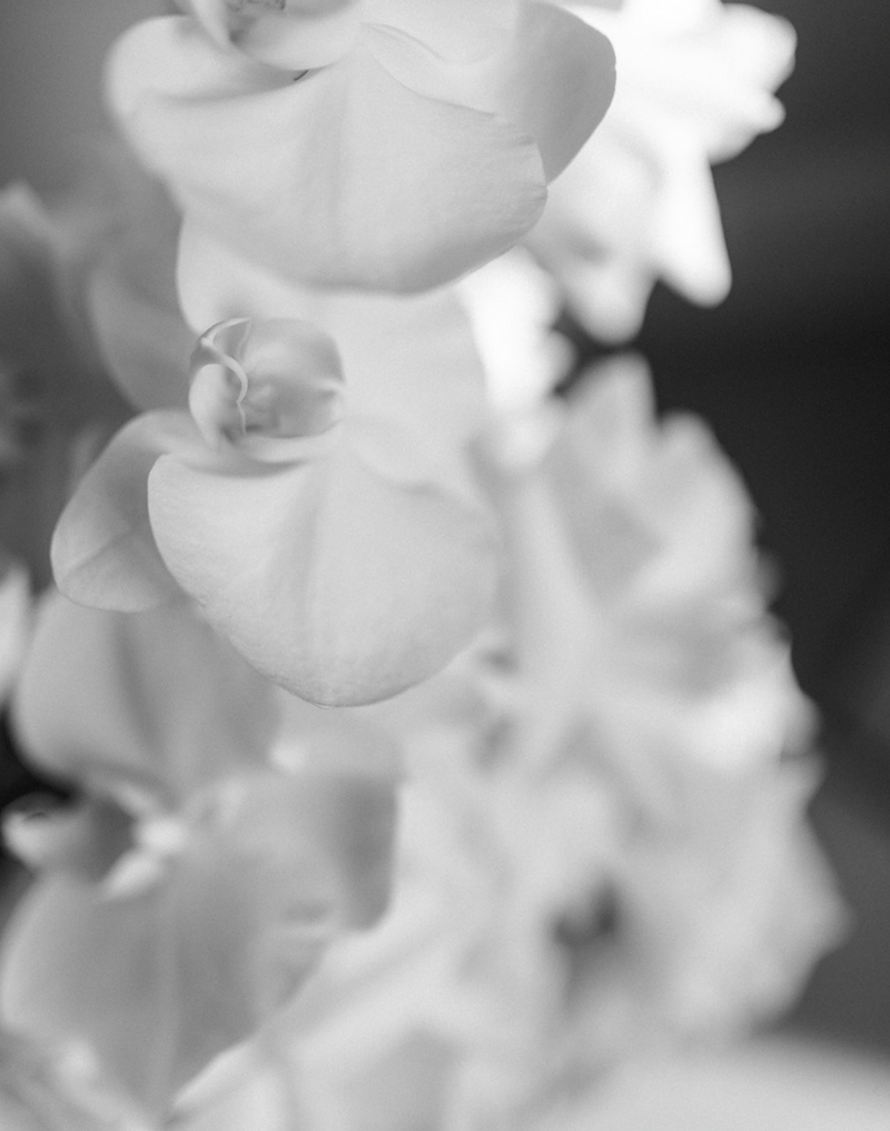 Close-up of delicate white orchid flowers in soft focus.