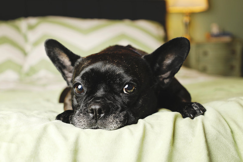 Dog-ged Devotion with French Bulldog snuggled on bed.