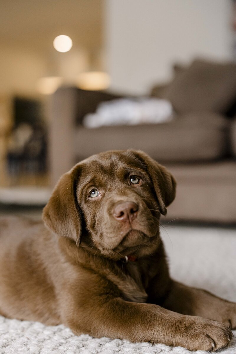 Content Creator Geelong