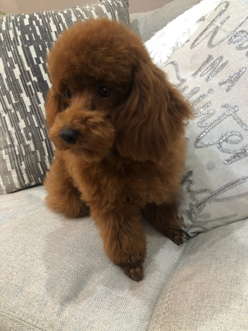 Buddy1