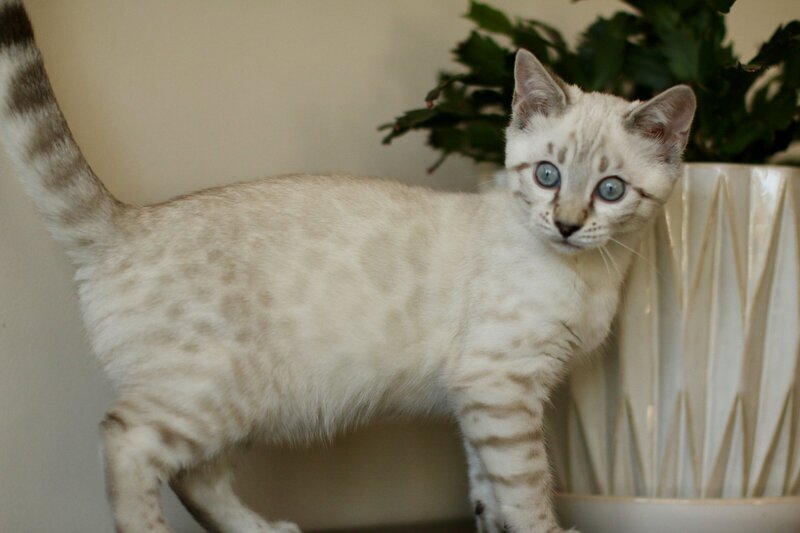 Kiara x Taima_Female 2_3