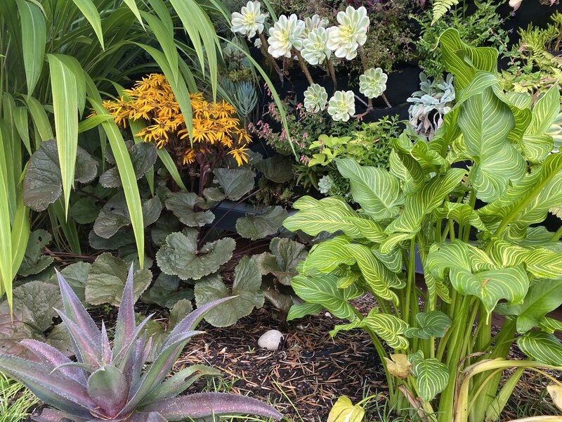 Assortment of foliage and plants with yellow flowers