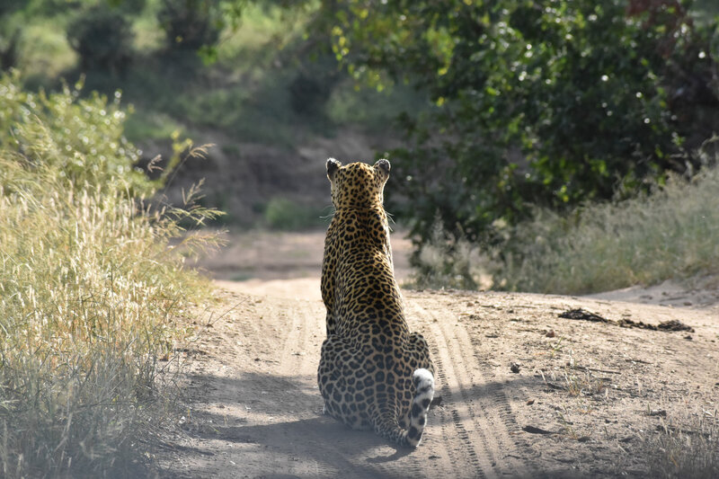 Leopard looking over the river and listening