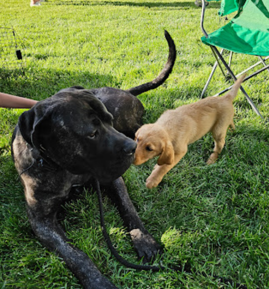 eric-young-k9-behavior-solutions-puppy-socialization-puppy-interaction