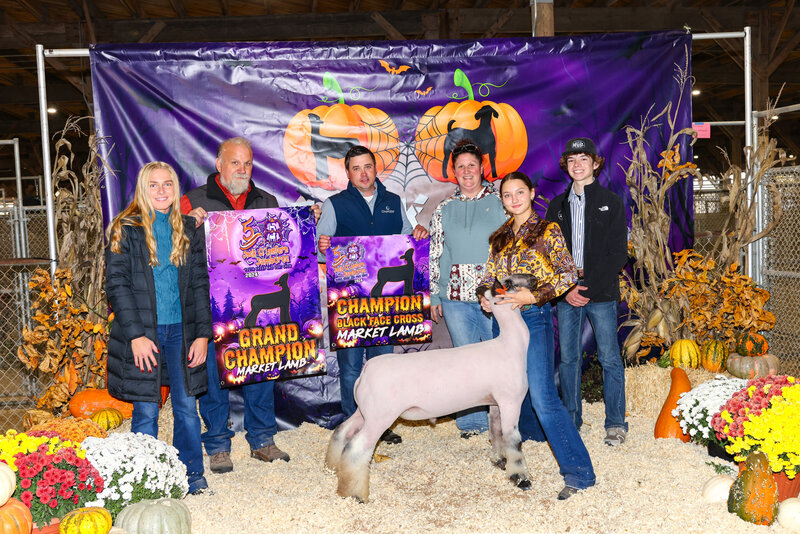 livestock  photography