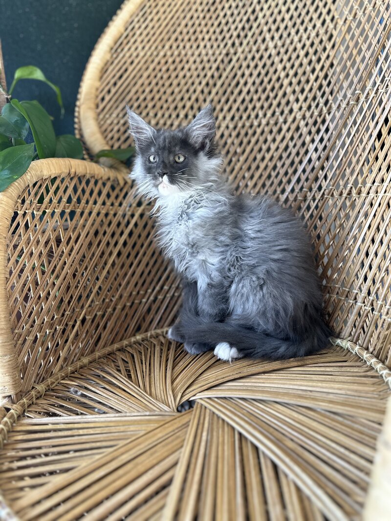 Kitten Dave 