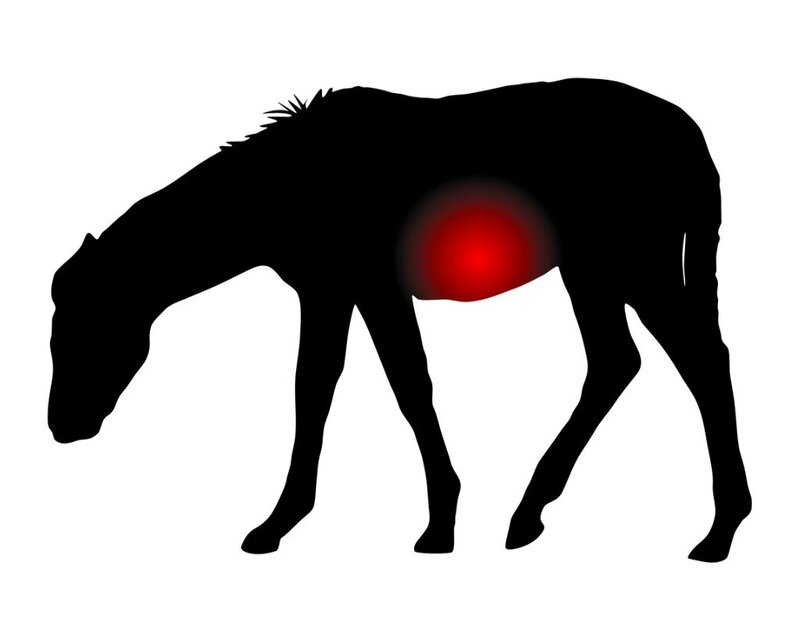 Paard met pijn naan de maag en darmen, als gevolg van medicijnen.