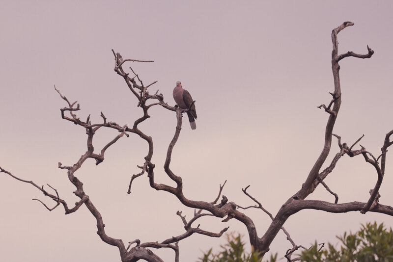 safariedited-538