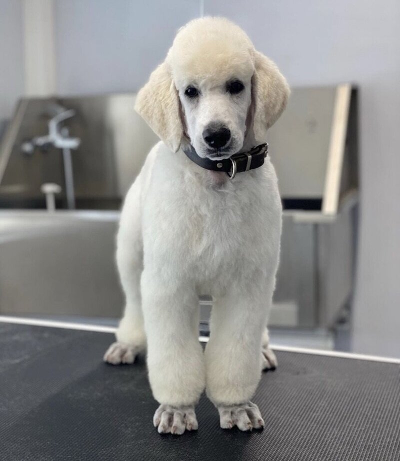 A11AF29C-033E-4EEC-9AA2-066685406E27_1_105_c