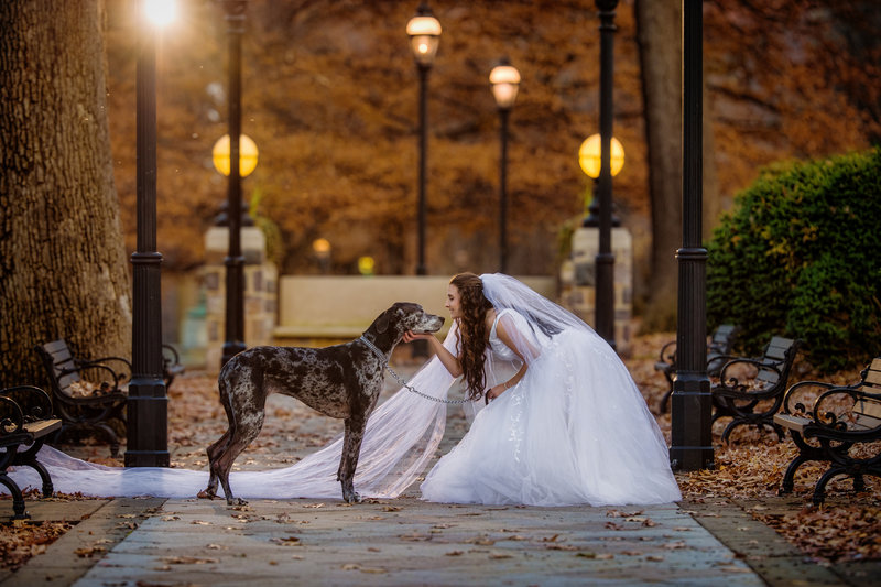 Great Dane receiving affection from the bride during a golden hour wedding in Lehigh Valley.