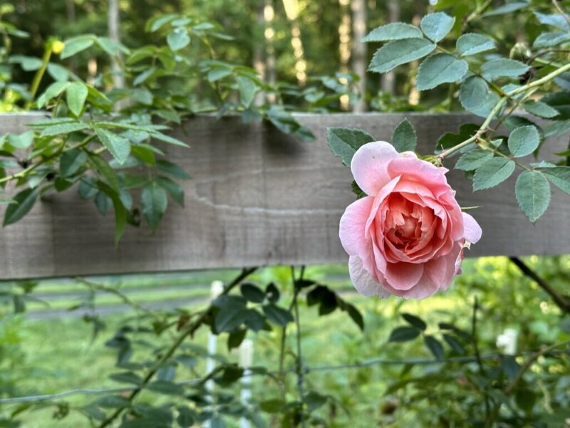 B2858084-09B0-4E9B-8D0E-121386FAD76F_1_105_c