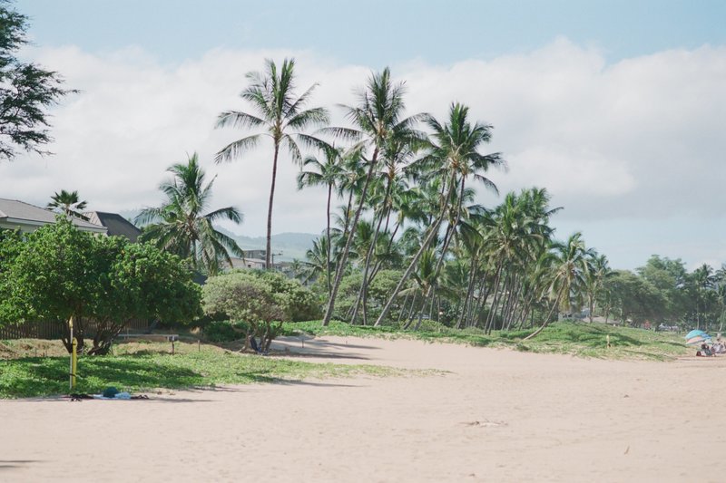 Hawaiian tropical landscape