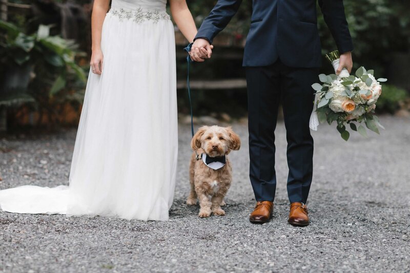 Bride and groom holding hands with their dogs standing between them.
