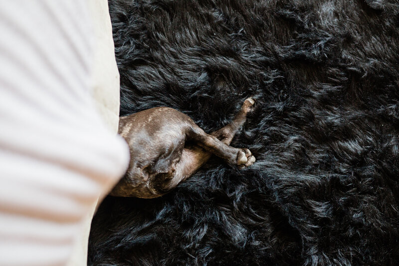 A close-up of the bride and groom's puppy as he sleeps  under the bride's dress.