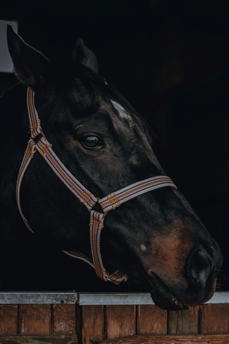 pexels-eenesfaruk-14757954