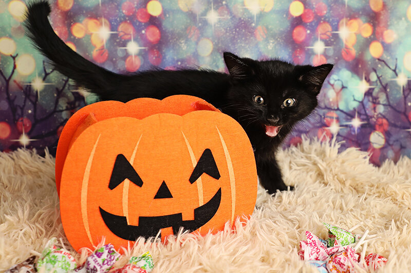 Halloween Kitten 11