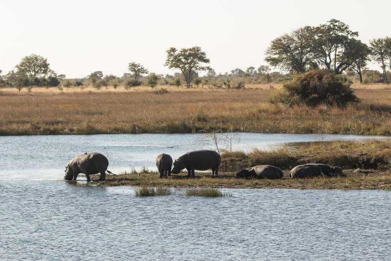 Raven 6 Studios in the field in Namibia with Omujeve Safaris filming hippos