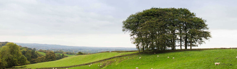 fairboroughs-farm-trees-1600x470-1