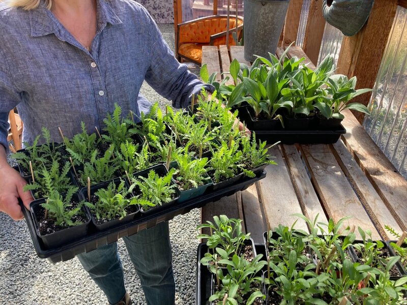 Susan Wyatt holding a tray of young green plants, showcasing Sleeping Dog Plants' commitment to sustainable and climate-resilient gardening.