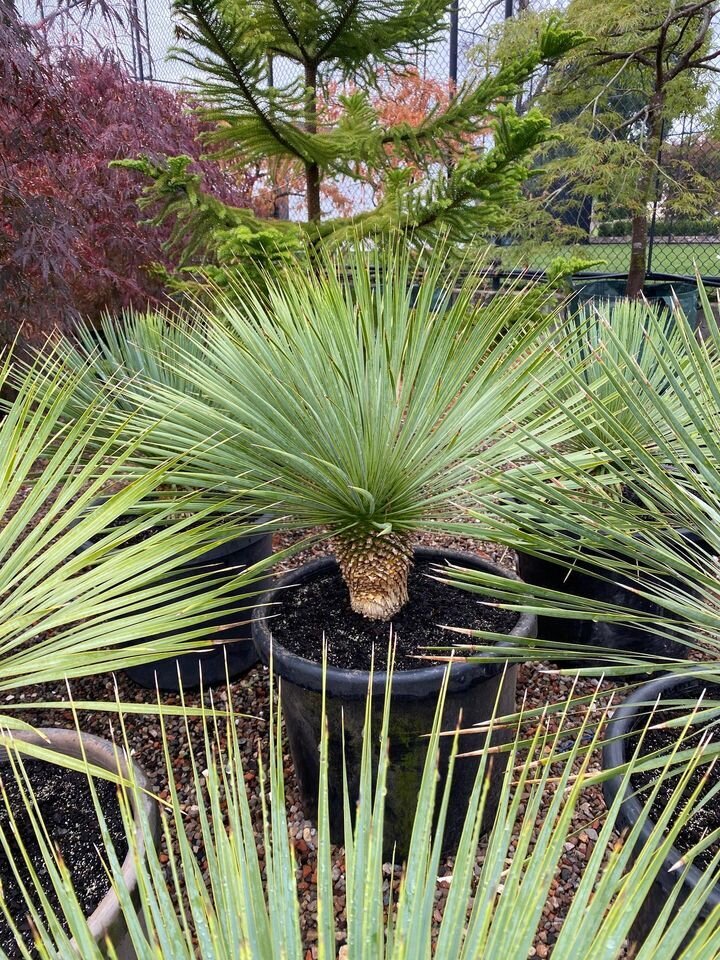 YUCCA ROSTRATA - Beaked Yucca - Go Green Nurseries - Exotic plants and trees sydney