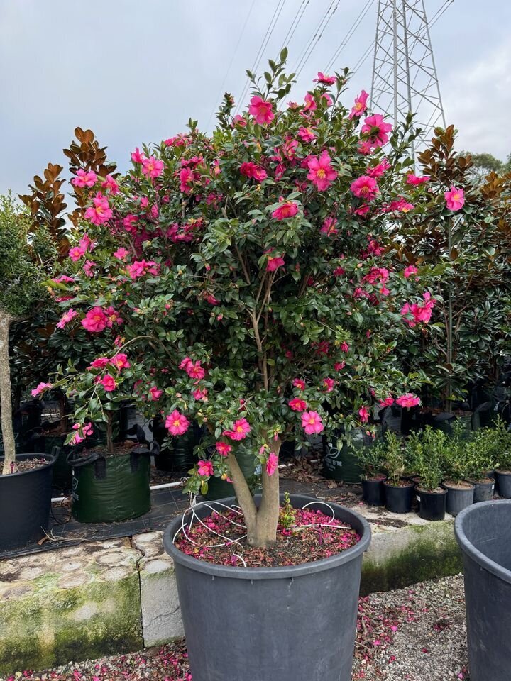 Camellia hiemalis - Camellia Hiyru - Mature Hedges & Screens Sydney