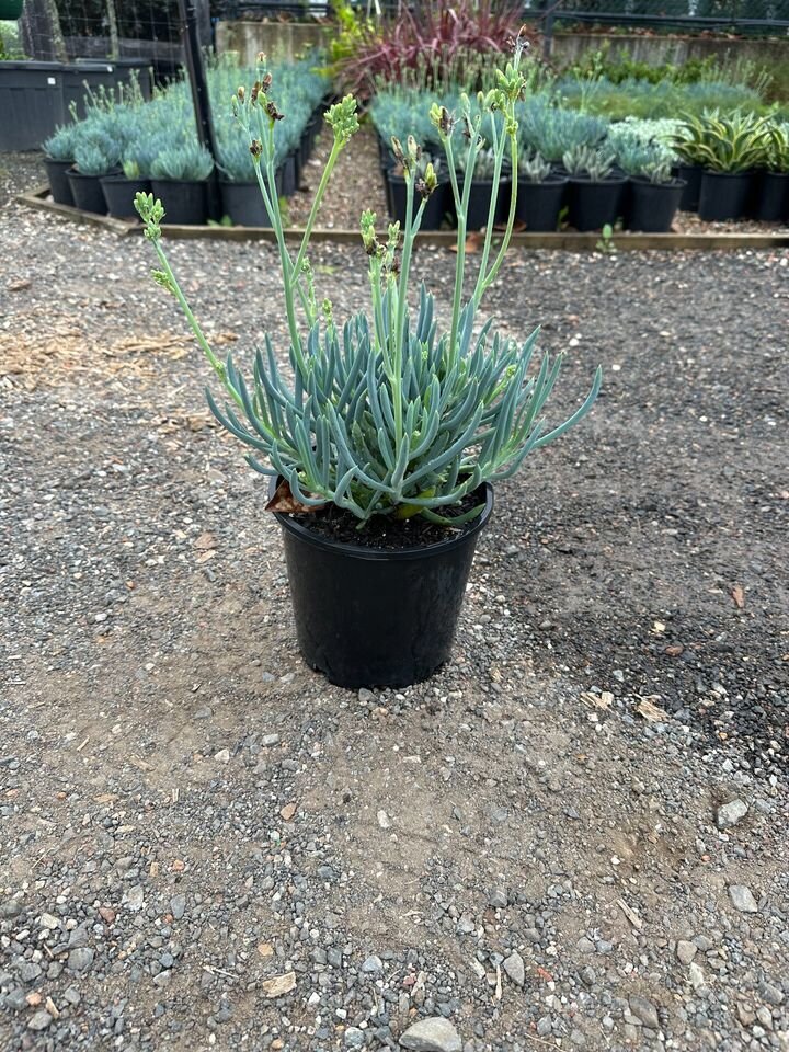 Senecio Mandral - CHALK STICKS - Sydney Plant Nursery - Go green Nurseries