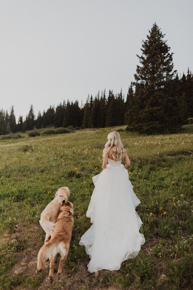 bride walking up a grassy hill with two dogs