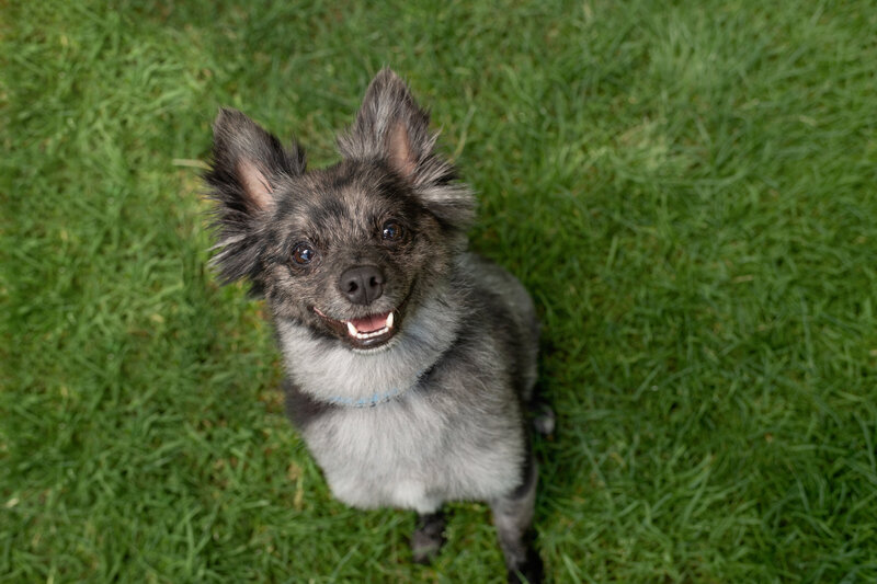 Dog looking up at camera