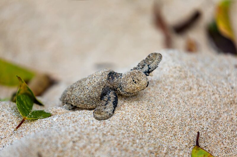 A tiny leatherback sea turtle hatchling makes its way across the sandy shores of Barbados. Join conservation efforts by participating in nest counts or witnessing the magical moment of a hatchling release. 