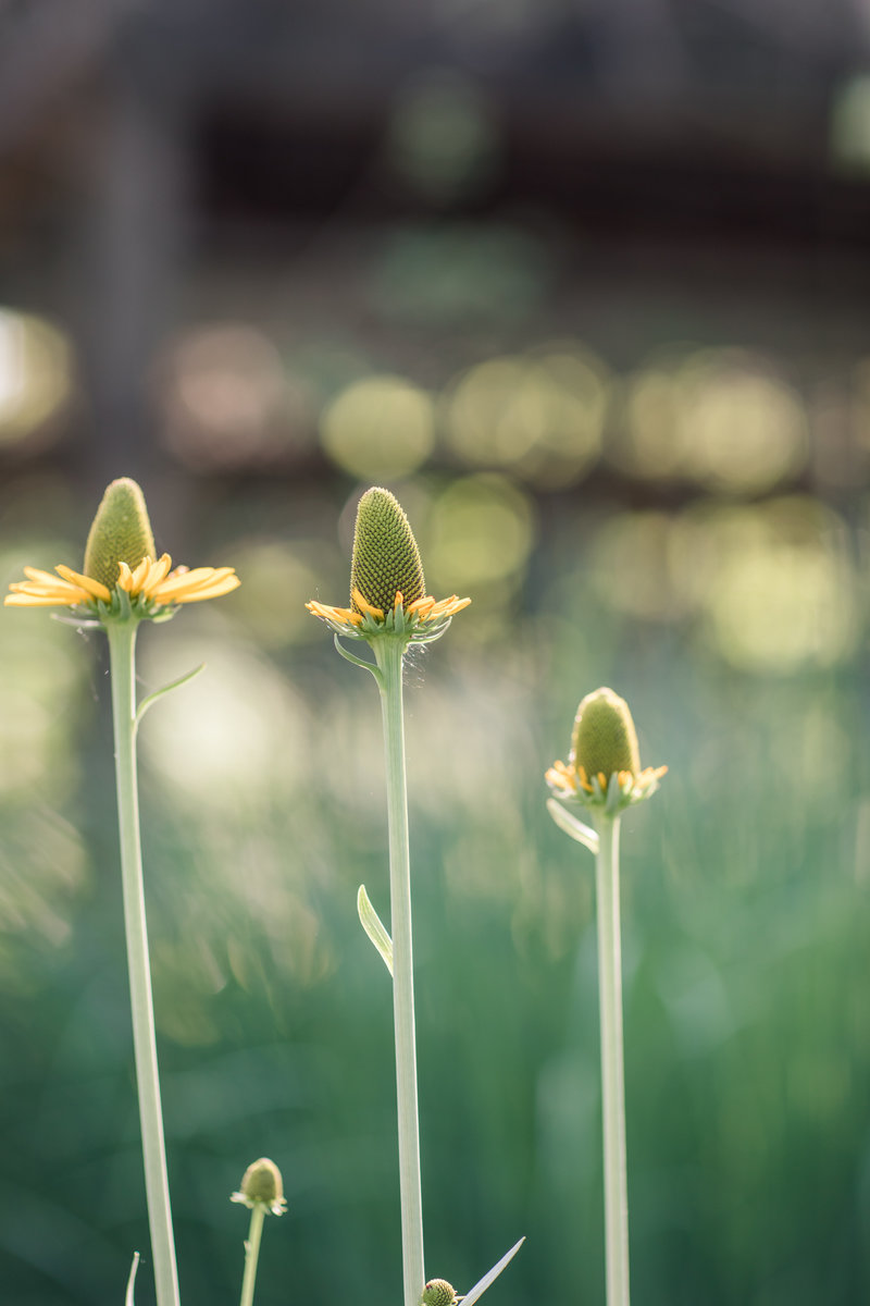 Jennifer B Photography-Elaine and Luke-Engagement-Sandhills Gardens-JB Favs-2019-0097
