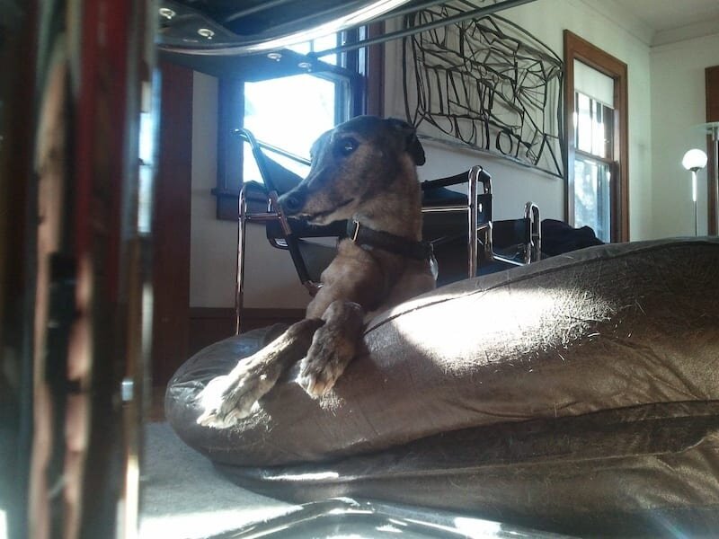 arrow the greyhound posing on dog bed