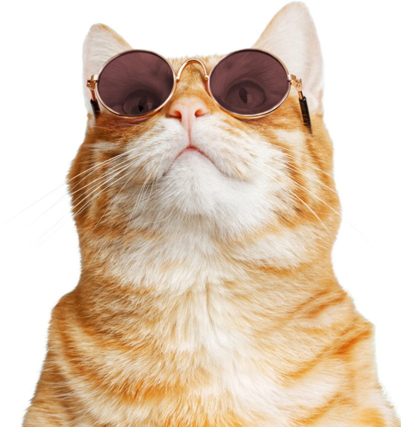 cat with sunglasses looking up