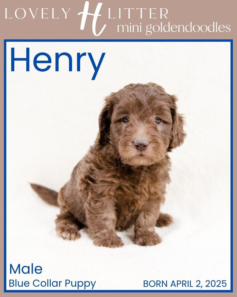 H Puppies - Blue Henry Male
