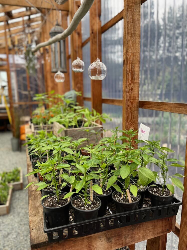 A cozy greenhouse filled with healthy green plants, showing Sleeping Dog Plants’ commitment to plant propagation and sustainable gardening.
