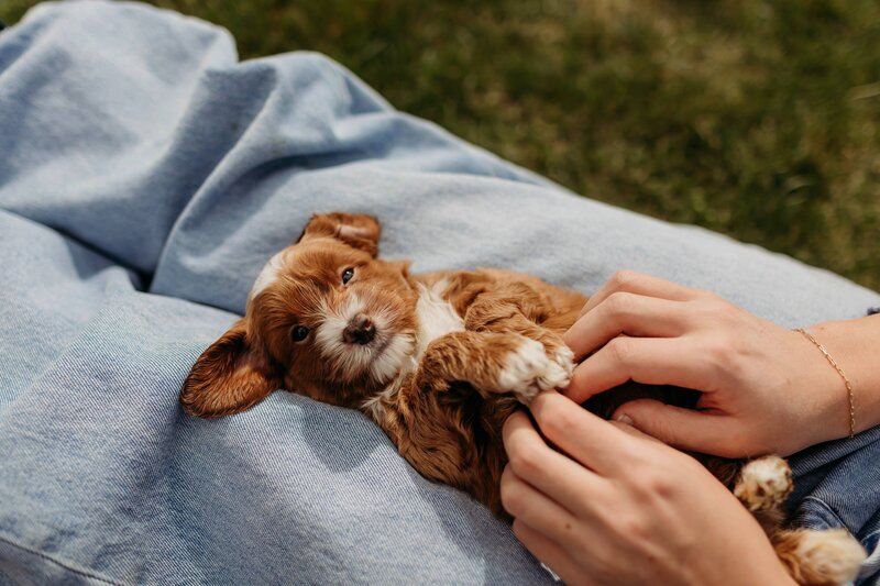 Family Breeders in British Columbia Australian Labradoodles