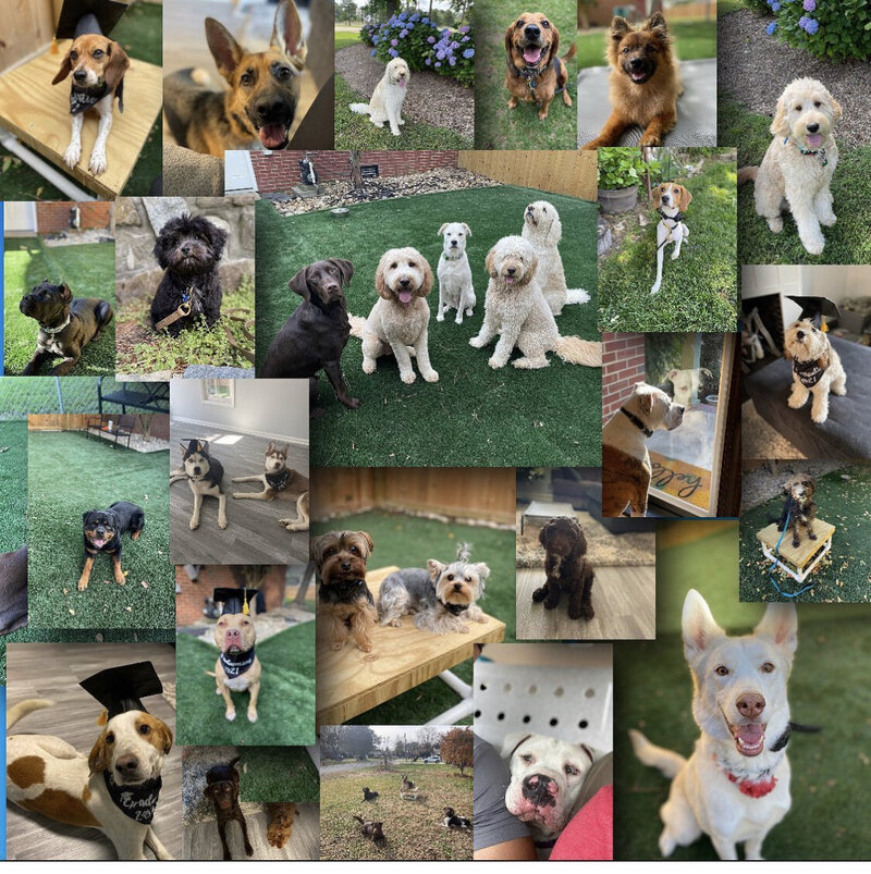 Hampton Roads Off Leash K9 Training High Ground K9