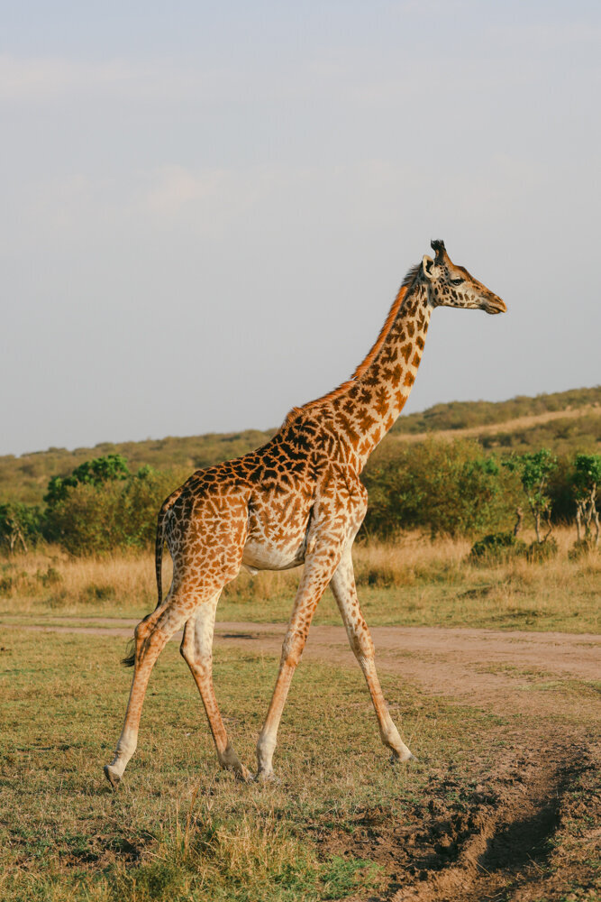 safariedited-267