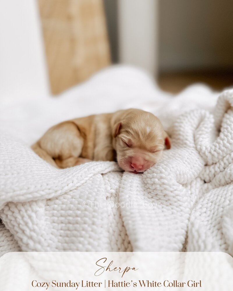 Cozy Sunday litter.zip - Pilsner (5)