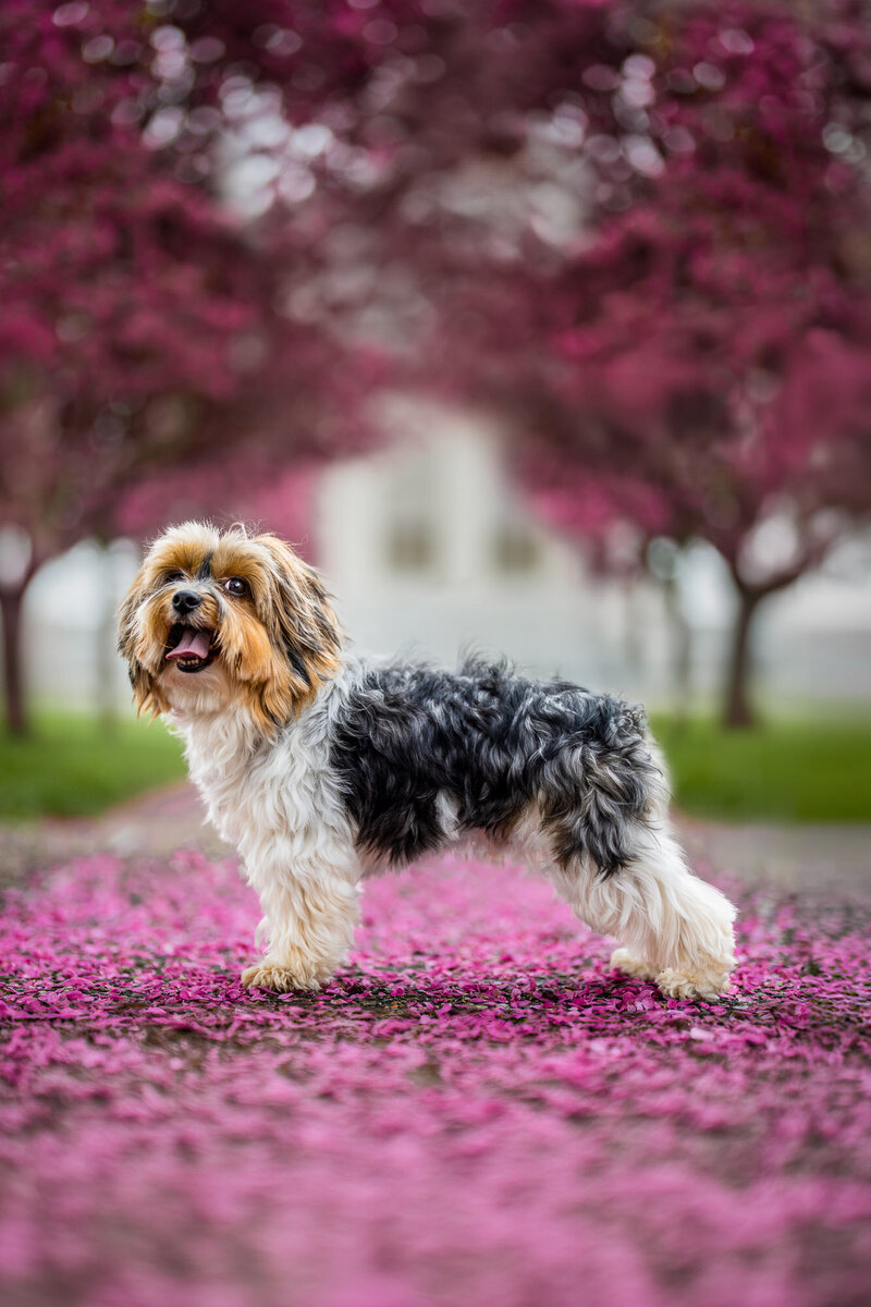 yorkie dog in the middle of purple flowers