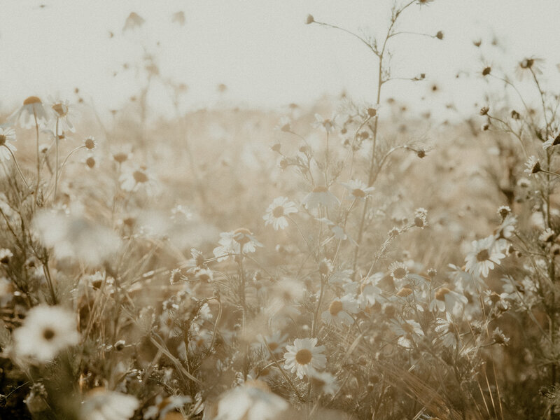 Field of white daisies swaying in morning light
