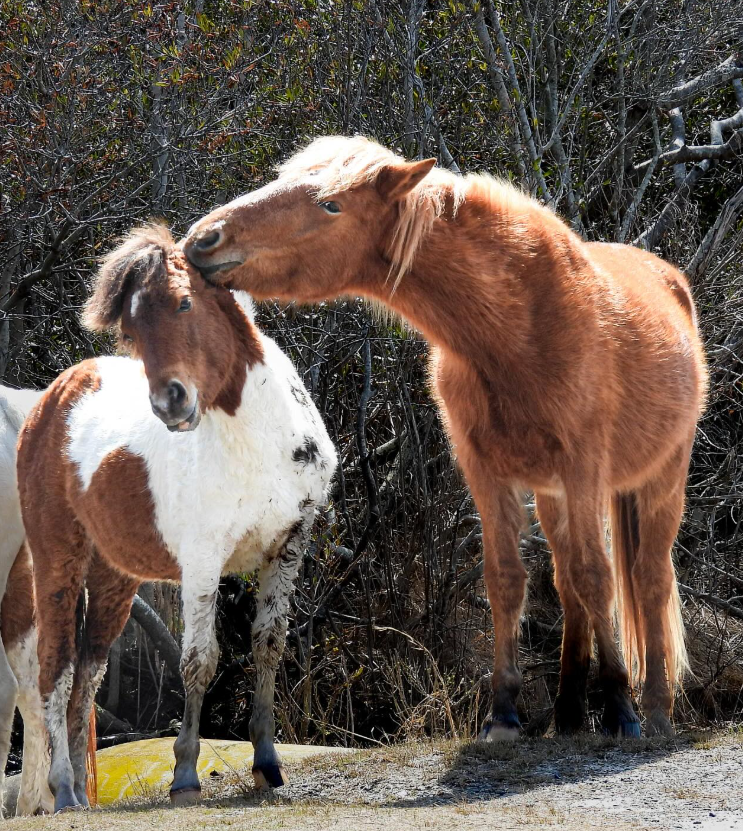 wild horsies