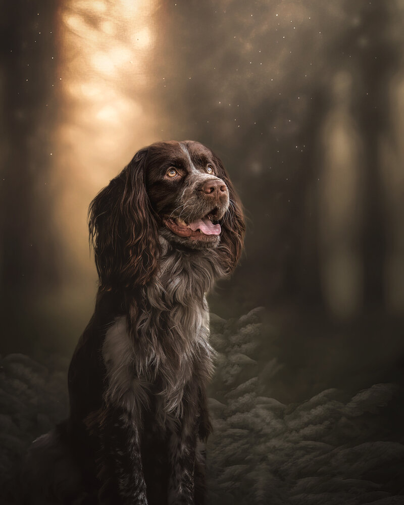 Sully Composite
