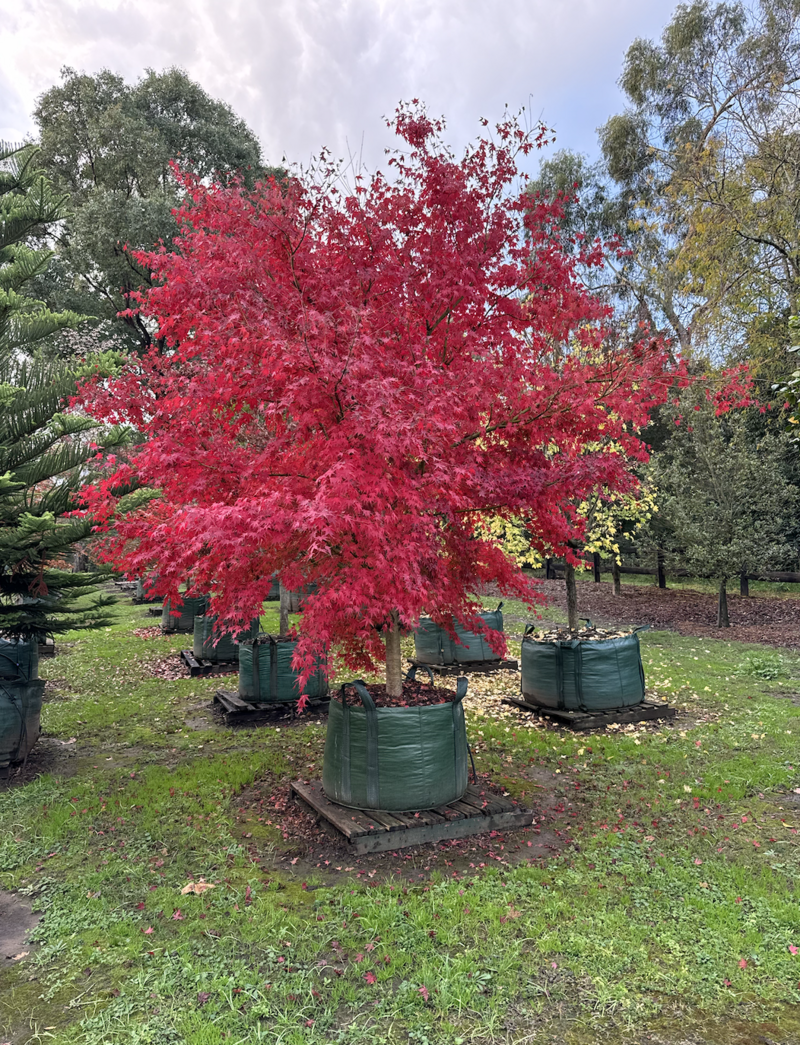 Go Green Nurseries - Acer Palmatum - Japanese Upright Maple - Mature Trees Sydney