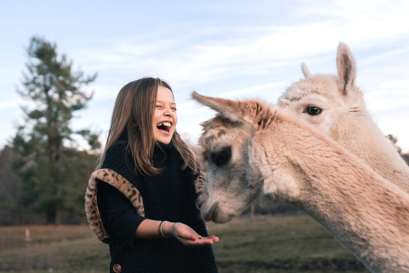 girl laughing feeding alpacas