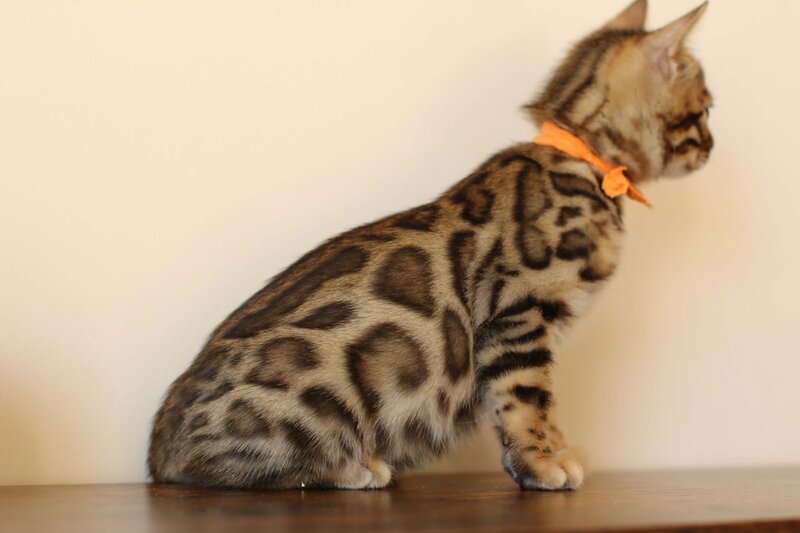 Diva x Bronco_Orange_3